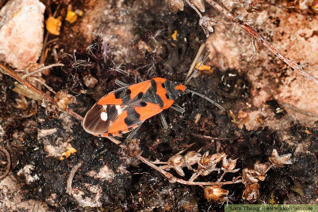 Riddarskinnbagge, Lygaeus equestris