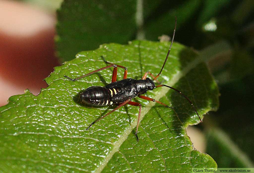 Miris striatus