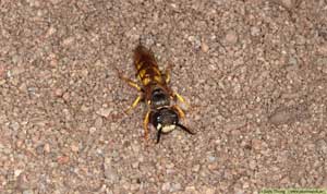 Bivarg, Philanthus triangulum