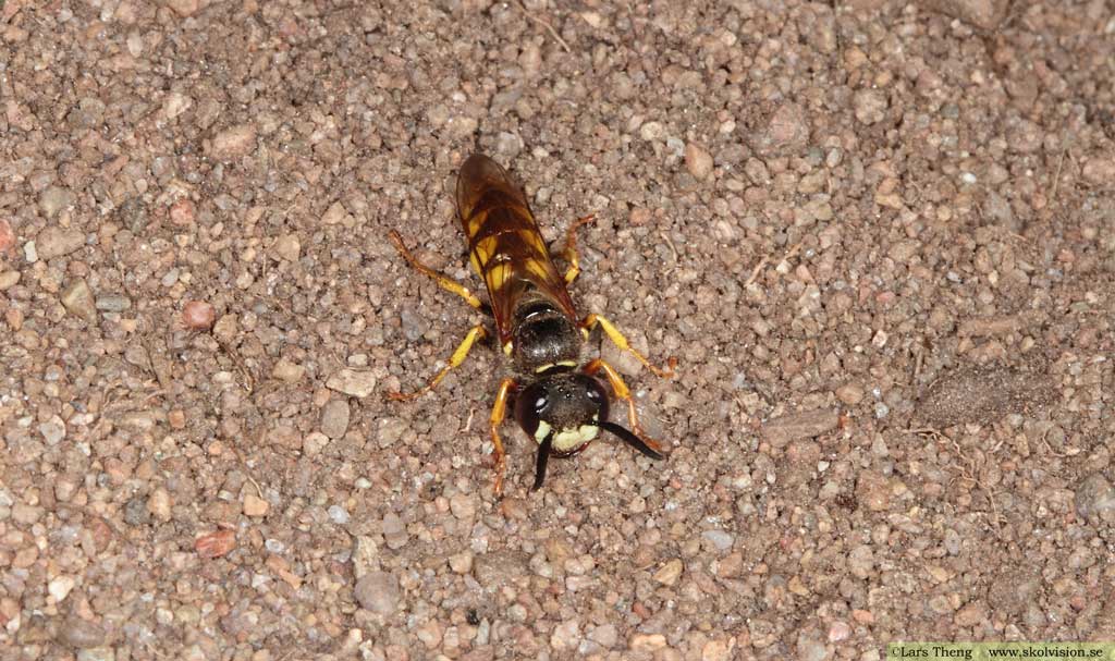 Bivarg, Philanthus triangulum