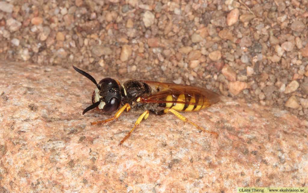 Bivarg, Philanthus triangulum