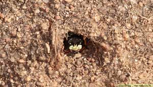 Bivarg, Philanthus triangulum