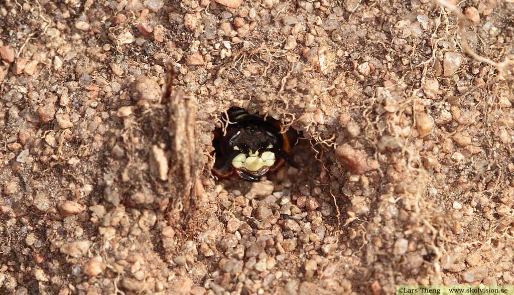 Bivarg, Philanthus triangulum
