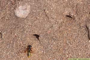 Bivarg, Philanthus triangulum