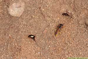 Bivarg, Philanthus triangulum