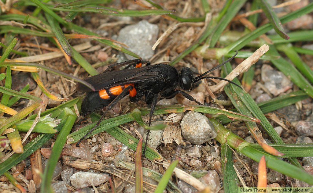 Vargvägstekel, Anoplius viaticus