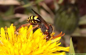 Nomada