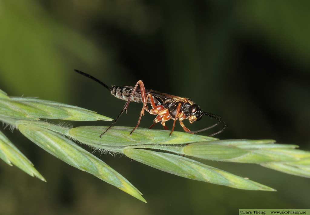 fam. Ichneumonidae, brokparasitsteklar