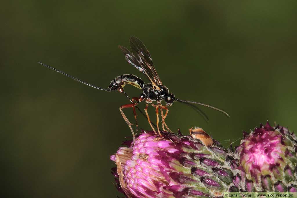 fam. Ichneumonidae, brokparasitsteklar