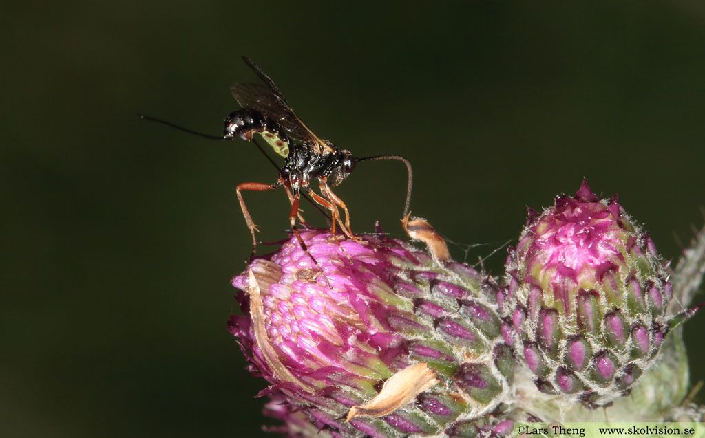 fam. Ichneumonidae, brokparasitsteklar