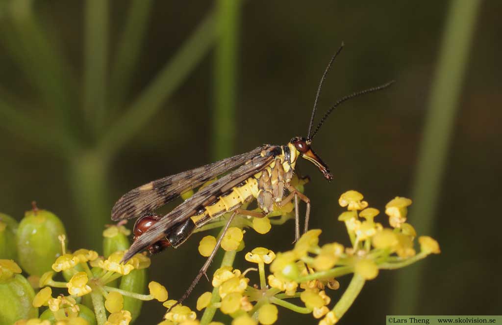 Panorpa vulgaris