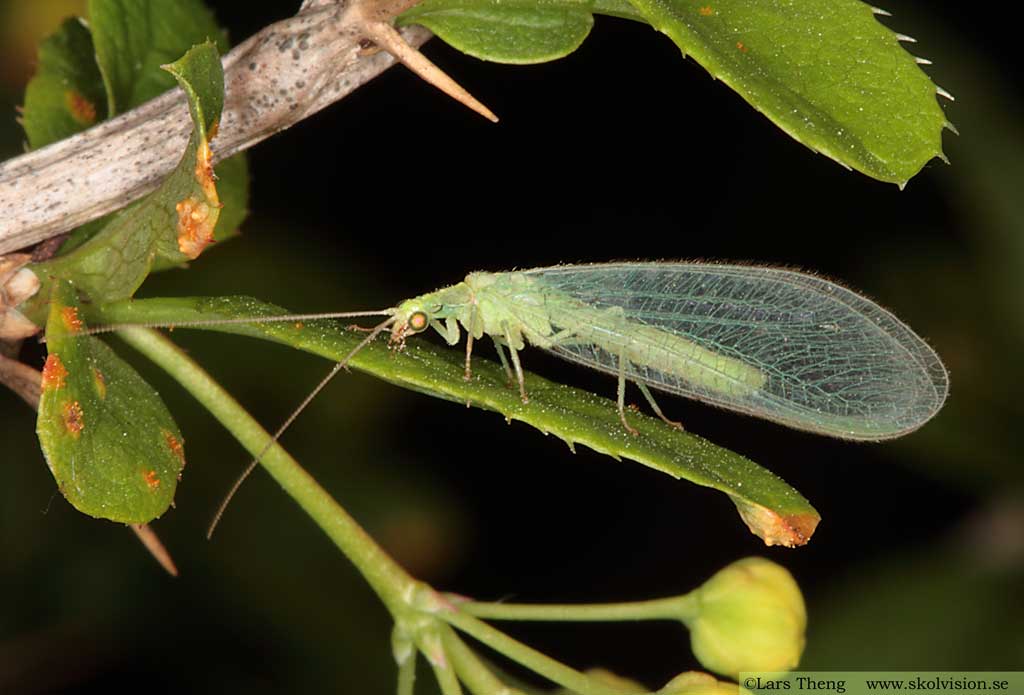 fam. Guldögonsländor - Chrysopidae