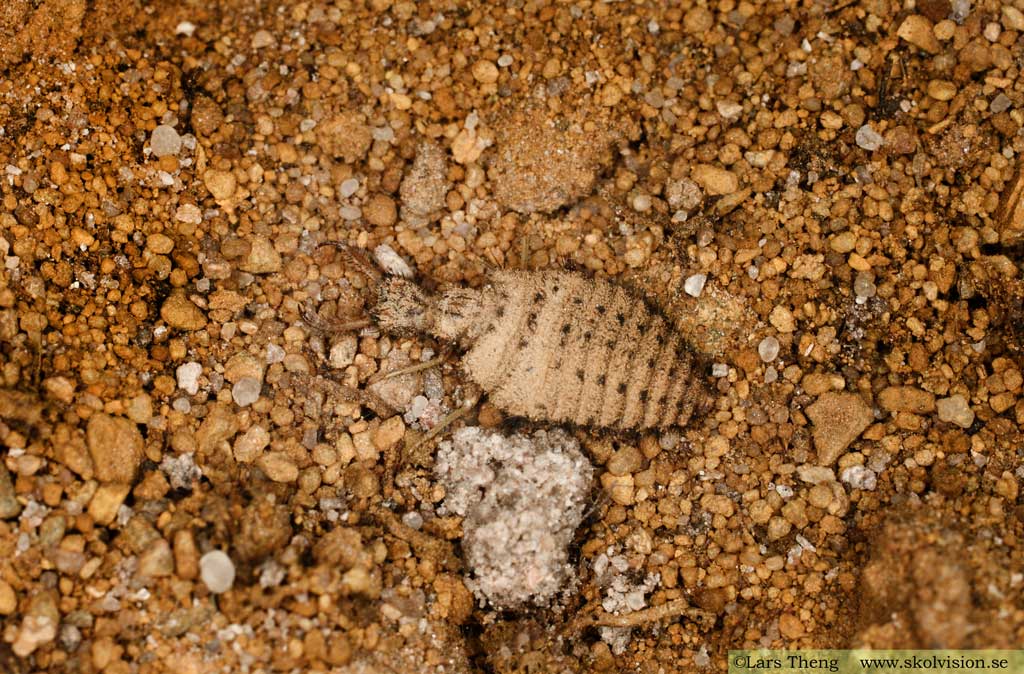 fam. Myrlejonsländor, Myrmeleontidae