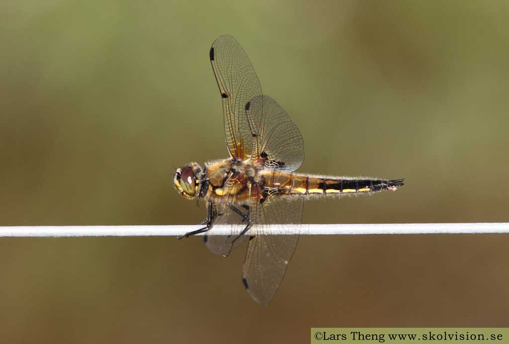 Fyrfläckad trollslända, Libellula quadrimaculata