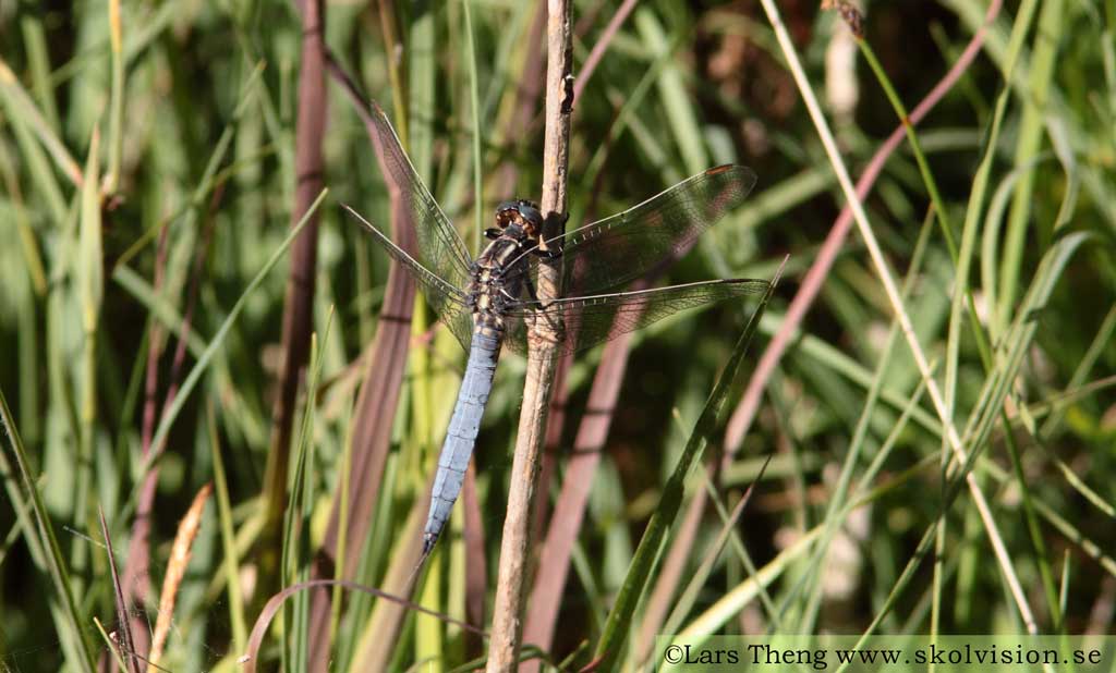 Mindre sjötrollslända, Orthetrum coerulescens