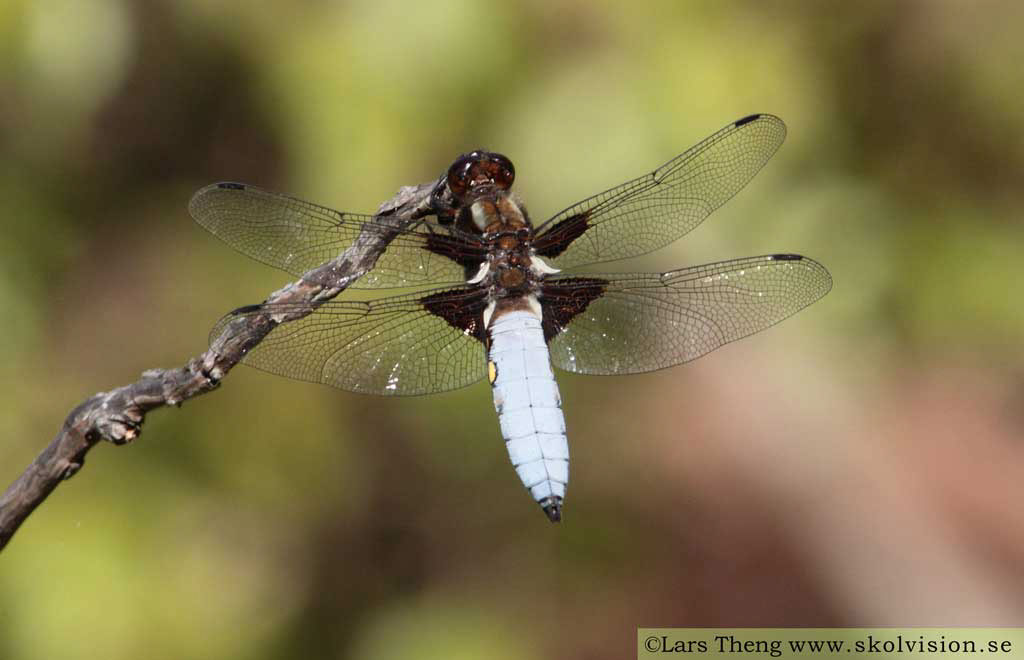 7 Bred trollslända Libellula depressa