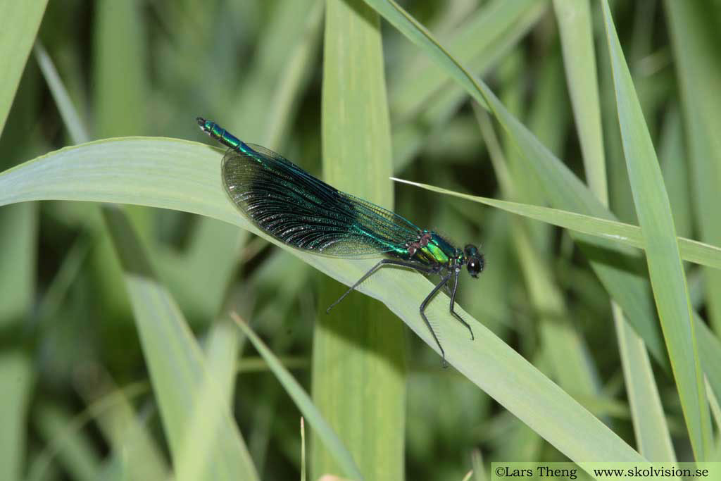 3 Blåbandad jungfruslända Calopteryx splendens