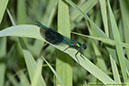 3 Blåbandad jungfruslända Calopteryx splendens