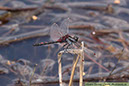 9 Nordisk kärrtrollslända Leucorrhinia rubicunda