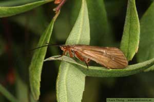 Trichoptera - Nattslända