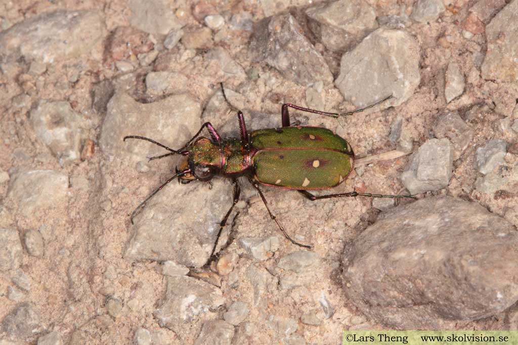 Grön sandjägare, Cicindela campestris