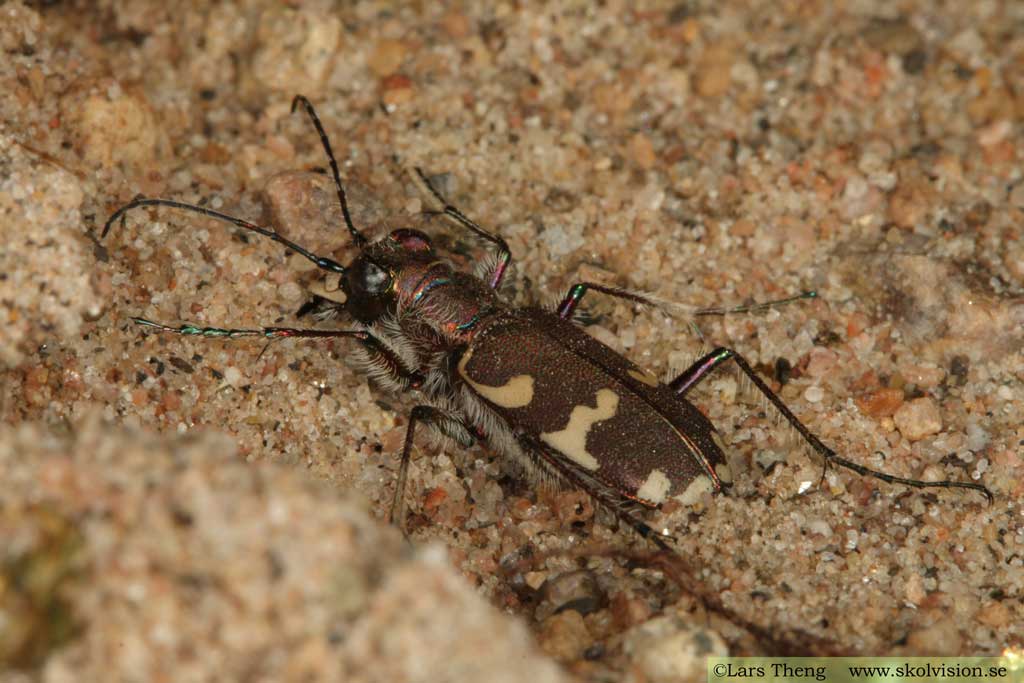 brun sandjägare, Cicindela hybrida