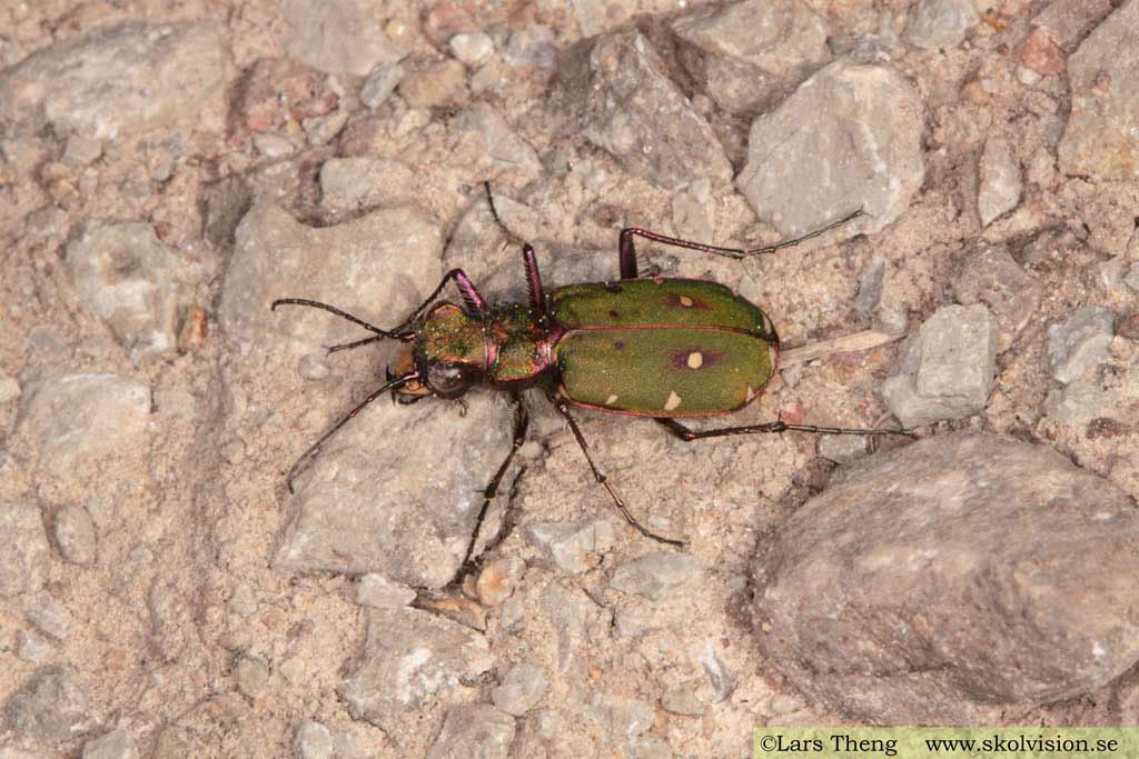 1 Grön sandjägare Cicindela campestris