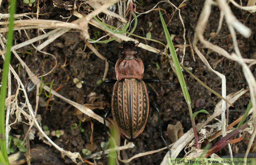 3 Kopparlöpare Carabus cancellatus