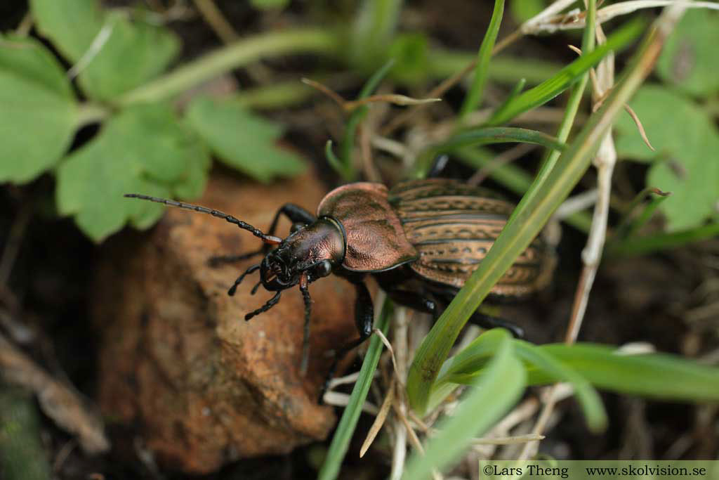 4 Kopparlöpare Carabus cancellatus