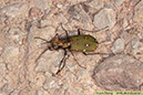 1 Grön sandjägare Cicindela campestris
