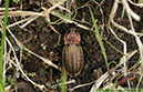 3 Kopparlöpare Carabus cancellatus