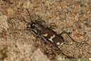 2 Brun sandjägare Cicindela hybrida