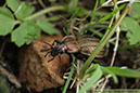 4 Kopparlöpare Carabus cancellatus