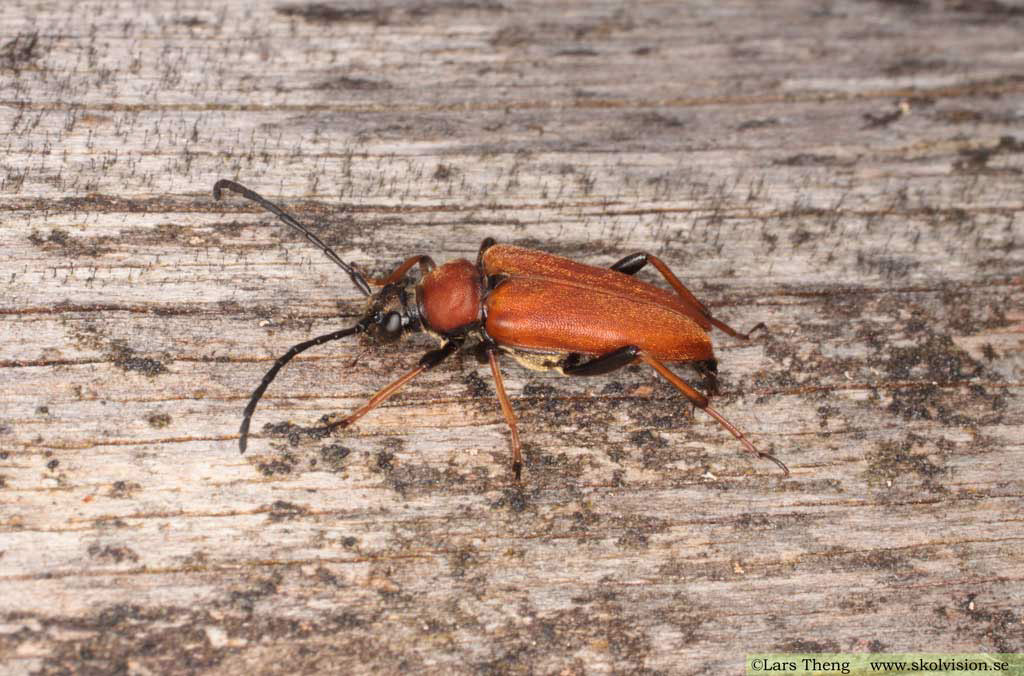 25 Gulröd blombock Stictoleplura rubra hona