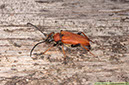 25 Gulröd blombock Stictoleplura rubra hona