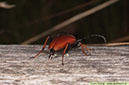 26 Gulröd blombock Stictoleplura rubra äggläggning