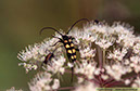 32 fyrbandad blombock Leptura quadrifasciata