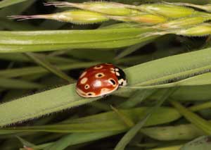 Ögonfläckig nyckelpiga, Anatis ocellata