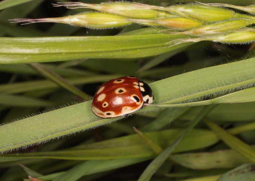 Ögonfläckig nyckelpiga, Anatis ocellata