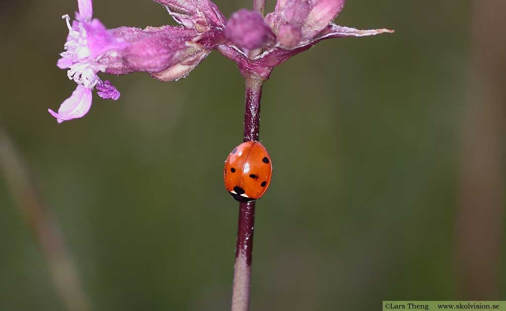 Sjuprickig nyckelpiga, Coccinella septempunctata