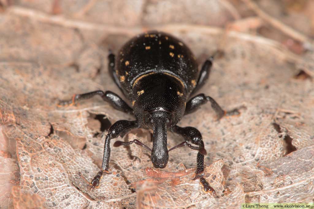  Liparus coronatus