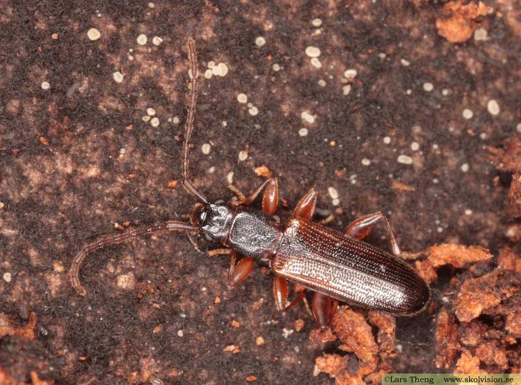 Nordlig plattbagge, Dendrophagus crenatus