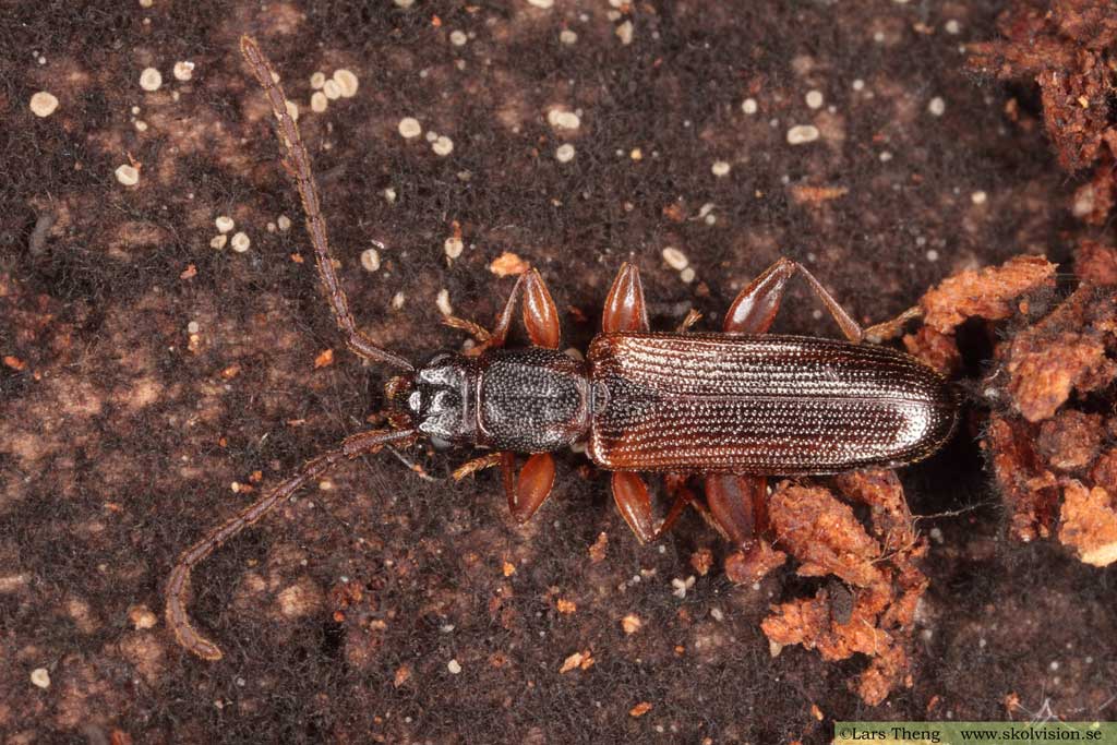 Nordlig plattbagge, Dendrophagus crenatus