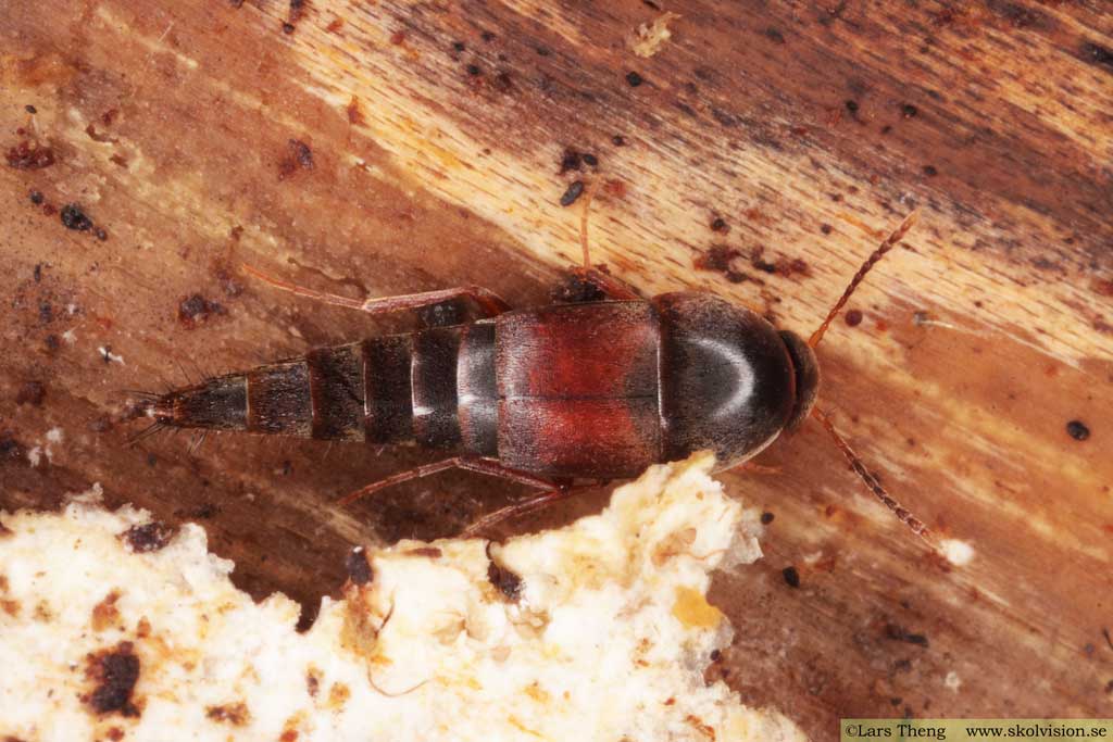 Fam. Kortvingar, Staphylinidae