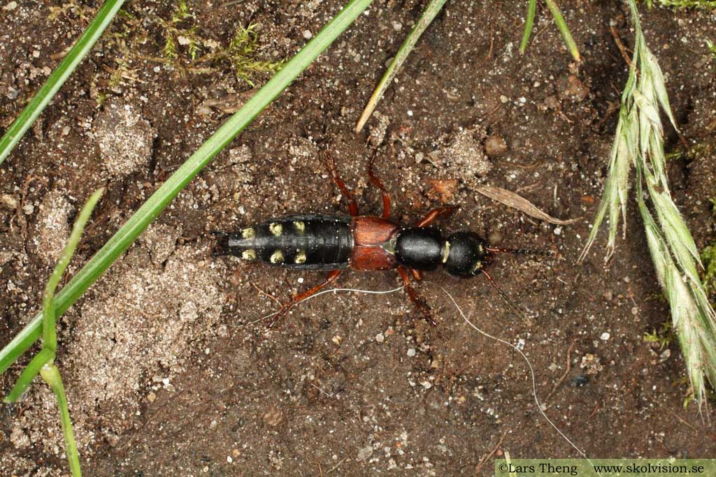 Fam. Kortvingar, Staphylinidae