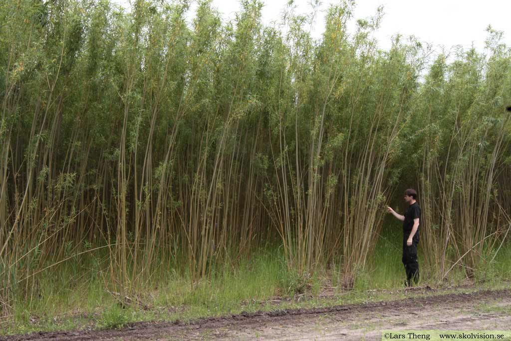 5 Salix