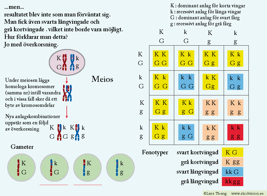 överkorsning
