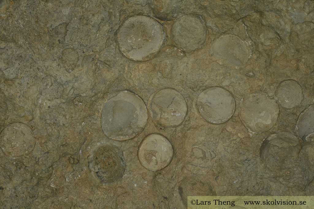 Kalksten med fossil
