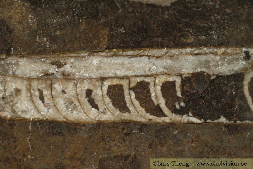 Kalksten med fossil Ortoceratit