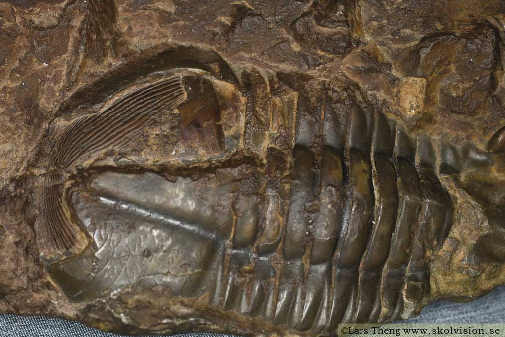 Kalksten med fossil trilobit